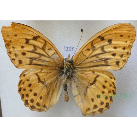 Argynnis sagana (Doubleday, 1847) Russia30f
